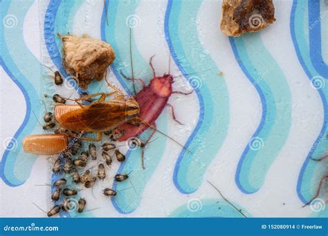 Cockroach & Egg Sack with Lots of Baby Cockroaches Stuck on a Catcher ...