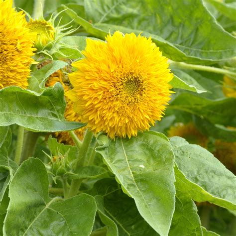 Sunflower, Sungold/Dwarf - Bulk Seed | Bentley Seeds
