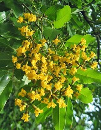 SHOP 360 GARDEN Pterocarpus marsupium / Malabar kino / Indian kino tree ...