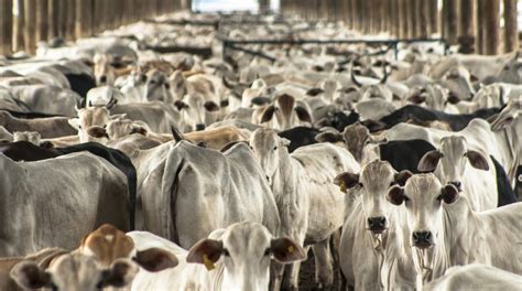 Animal Agriculture 的图像结果