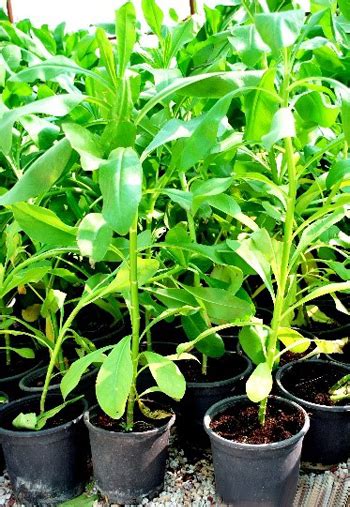 Integrated Garden - Gardening and Landscaping Company Qatar | Home