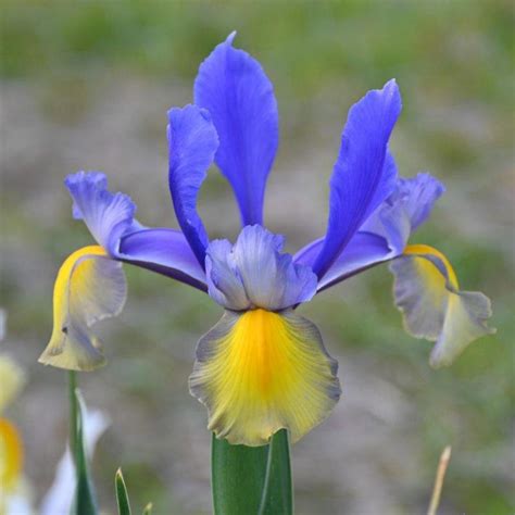 Iris hollandica 'Miss Saigon' - buy Irises at Coolplants
