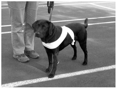 Minimising Stress for Patients in the Veterinary Hospital: Why It Is ...