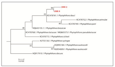JoF | Special Issue : Diagnosis of Plant Pathogenic Fungi and Oomycetes ...