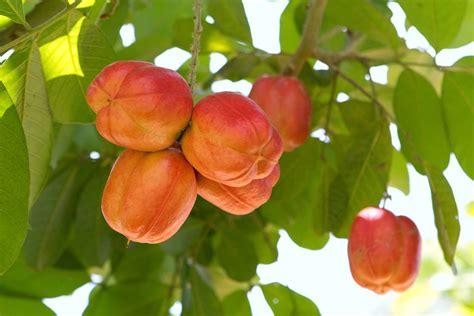 Ackee | Description, Plant, Fruit, Uses, Poisonous, & Facts | Britannica