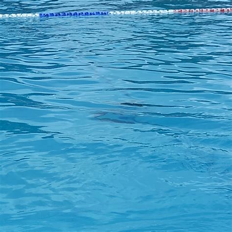 PARLIAMENT HILL FIELDS LIDO - All You Need to Know BEFORE You Go 2026 ...