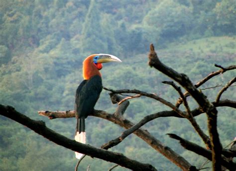 Forest Department | Government of Manipur