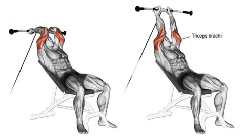 Incline Skull Crushers: How To Do, Muscles Worked & Technique