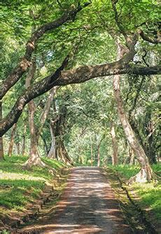 Jorhat Travel Guide, Jorhat Tourism, Places to visit in Jorhat