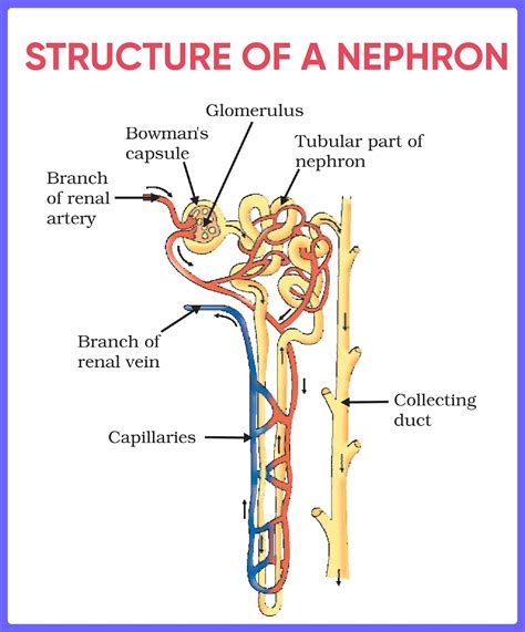 MCQ - In a person the tubule part of the nephron is not functioning at