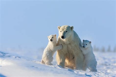 Kids - Size & Weight of Polar Bears - Polar Bear Babies