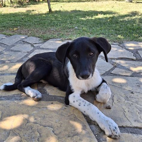 Kostenlose Kleinanzeigen - Deutschland