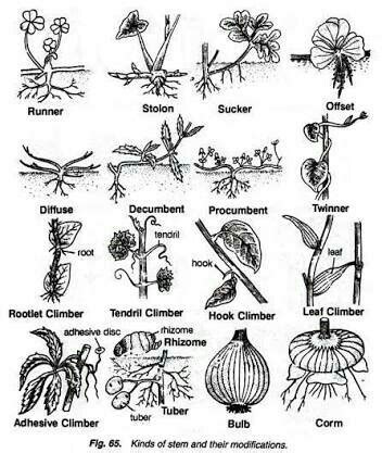 What are climbers? Explain with an example and a diagram. - Brainly.in