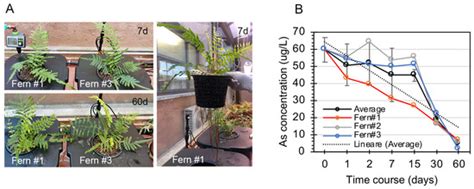 Advanced Drinking Groundwater As Phytofiltration by the ...