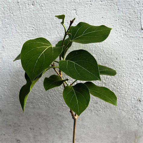 Vallaris Solanacea Plant