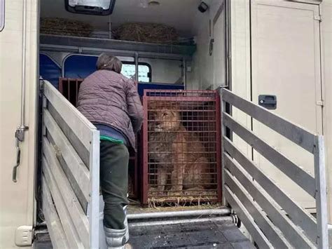 Animals driven to Polish border - Two day odyssey undertaken to ...