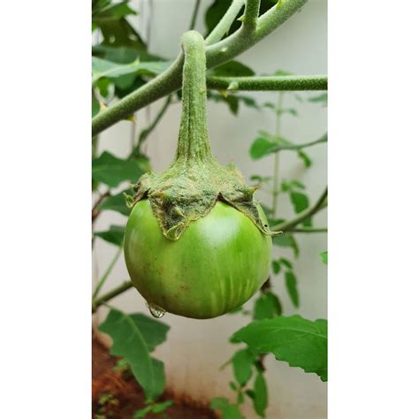 Mattu Gulla Brinjal | O' naturale