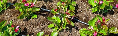 Pinolex® Drip Irrigation 16 mm Diameter Main Supply Line Pipe Roll ...