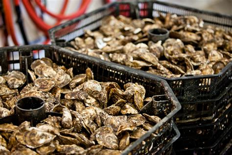 A sweet and salty oyster, with a hint of hazelnut | La Maison BeauSoleil