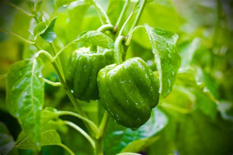 10 Vegetable Seed Kits and Seeds to Gift Your Friend Who Loves to Cook ...