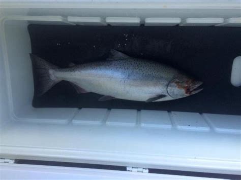 ELOCHOMAN SLOUGH MARINA (Cathlamet) - Campground Reviews & Photos ...