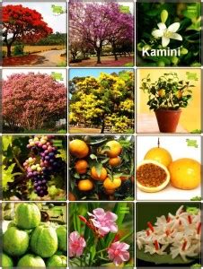 OhhSome Garden Seed Combo Tree Seeds : Jacaranda Mimosafolia, Delonix ...