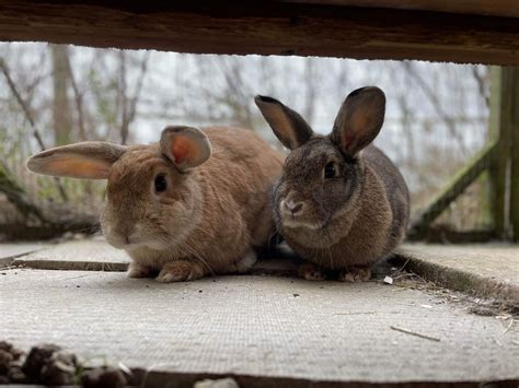 FAQs | The National Rabbit Festival