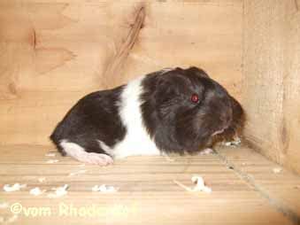Sheltie Böckchen in schoko weiß sucht neues Zuhause in Dorsten-Rhade ...