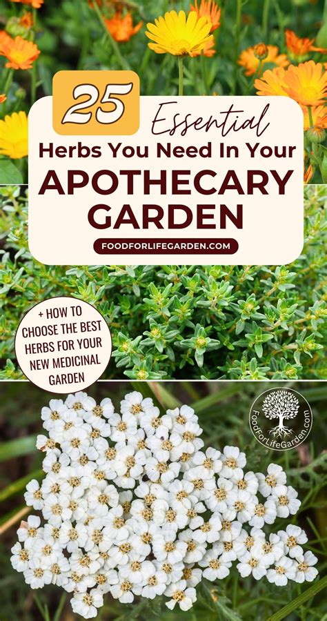 Learn Which Medicinal Herbs To Grow For Your Healing Garden To Stock Your Home Apothecary ...