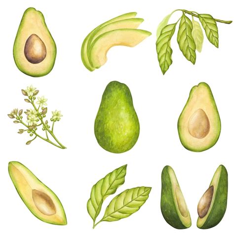 Set avocado whole cut halves pieces slices green leaves flower fruit ...