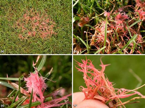 Image result for Red Thread Path