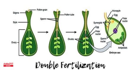 Double Fertilization, Definition, Process in Plant & Humans, Diagram