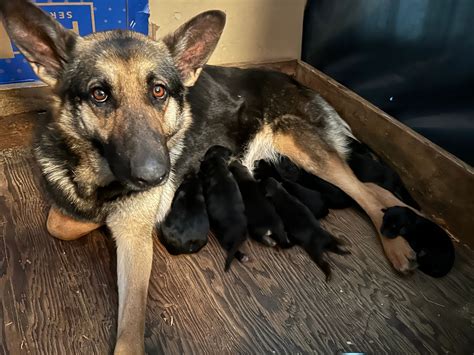 Purebred German Shepherd Wisconsin Photo Gallery, 43% OFF