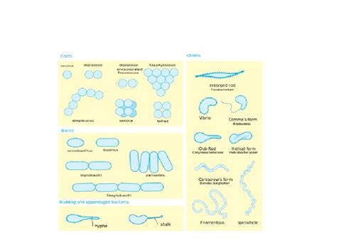 Image result for Classification of Bacteria