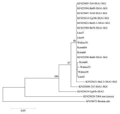 Influence of Cassava Morphological Traits and Environmental Conditions ...