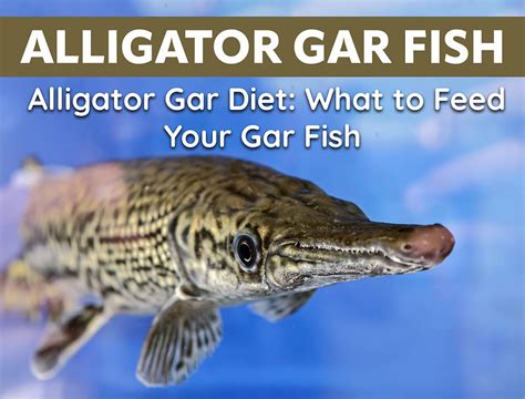 Alligator Gar Diet: What to Feed Your Gar Fish