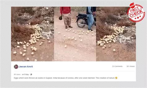 Video Of Chicks Hatching In The Open Not From India | BOOM