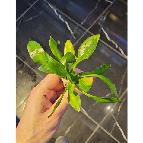 Cryptocoryne lingua – Best4Pets