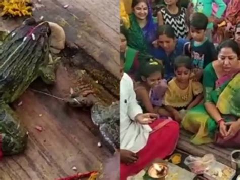 An MP Minister Just Organised A Big Fat Indian Wedding For Two Frogs ...