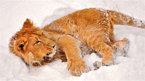 Lion In Snow 4K UHD Wallpaper for UltraHD Desktop and TV : Smartphone ...
