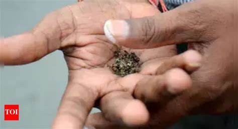 Why smokeless tobacco a major risk to school kids | Delhi News - Times ...