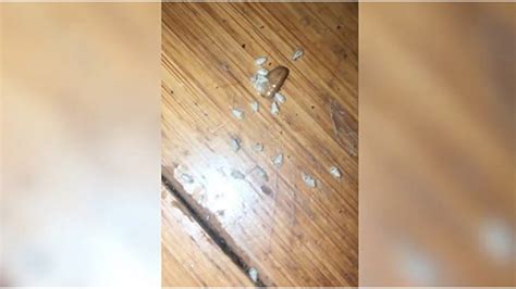 Image result for Cockroach Hatching