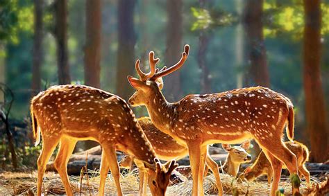 Image result for Spring Bean Life Cycle in Java