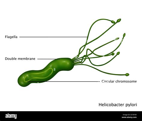 Illustration of Helicobacter pylori bacteria, a gram-negative spiral-shaped bacterium found in ...