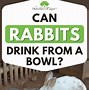 Image result for Cute Bunny Rabbits Drinking Coffee