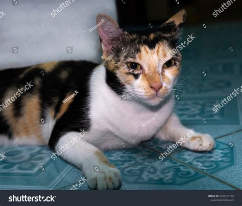 Ugliest Cat On Earth