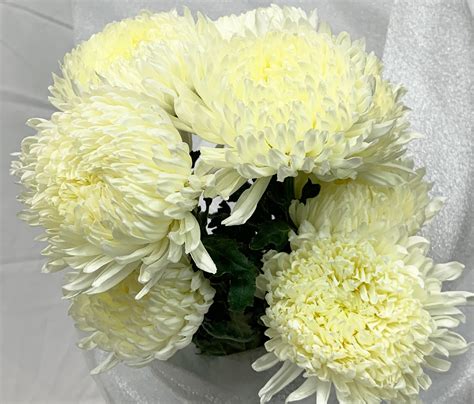 Commercial Mum White - Disbuds/Mums - Chrysanthemum - Flowers by ...