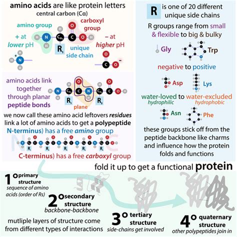 Image result for What Is Polypeptide