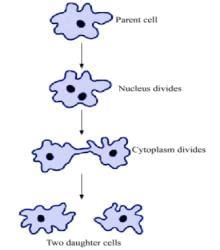 Diagram Based Questions: How do Organisms Reproduce? - Class 10 PDF ...