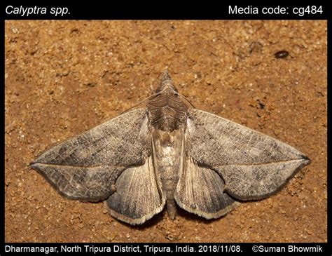 Calyptra spp. Ochsenheimer, 1816 - | Moths